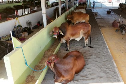 Ganadería